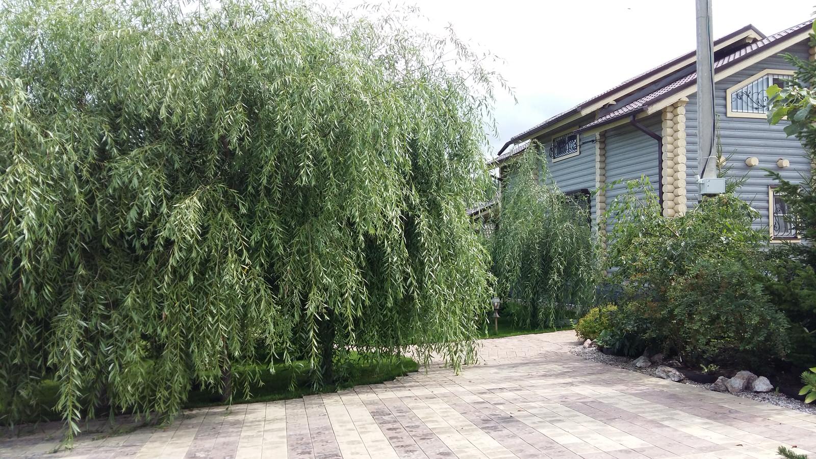 Уютный сад на берегу реки