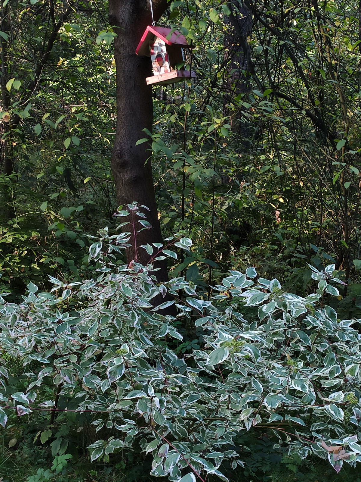 "Дача в Кратово"