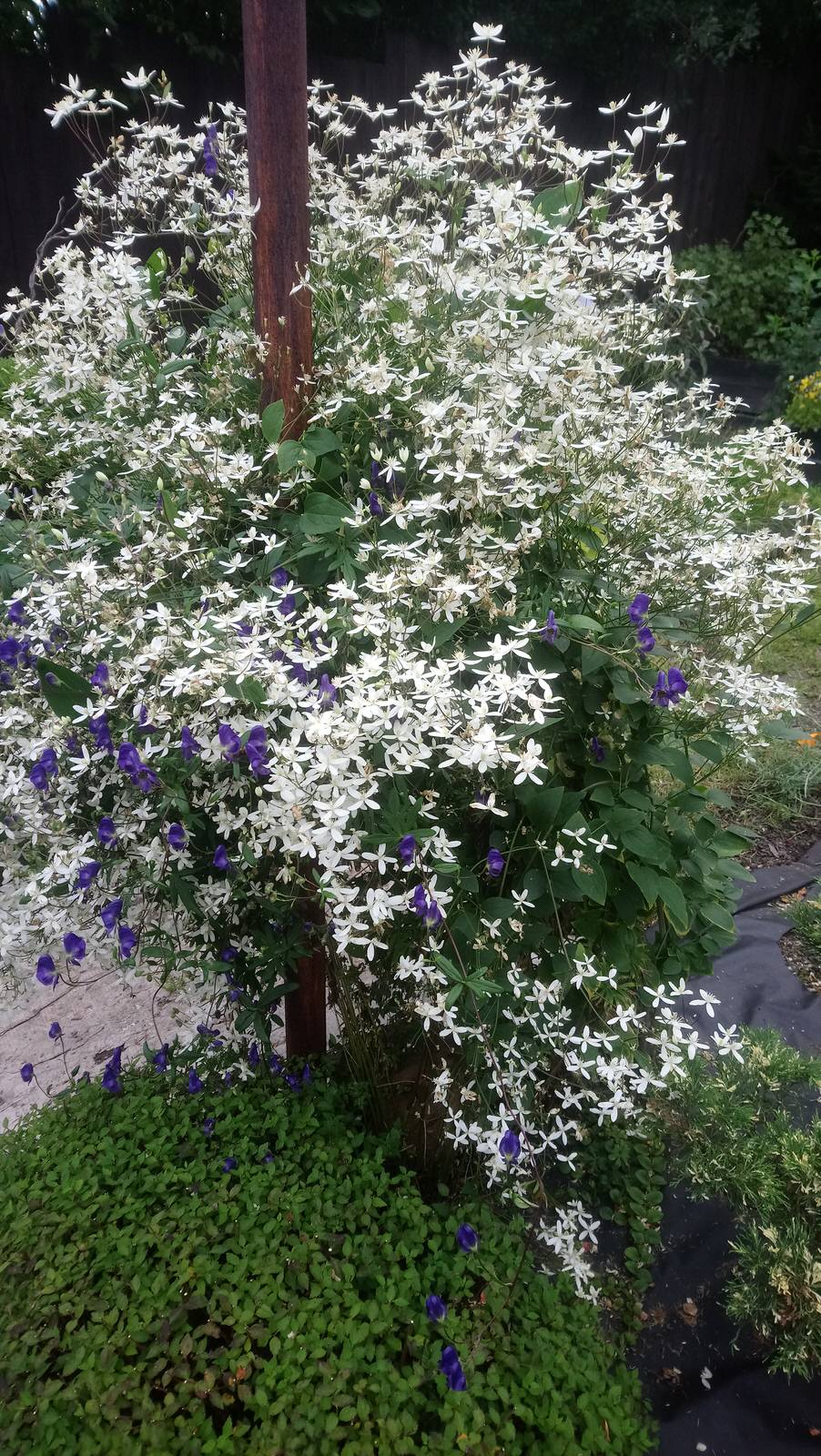 Обложка проекта: Сад для ландшафтного дизайнера.