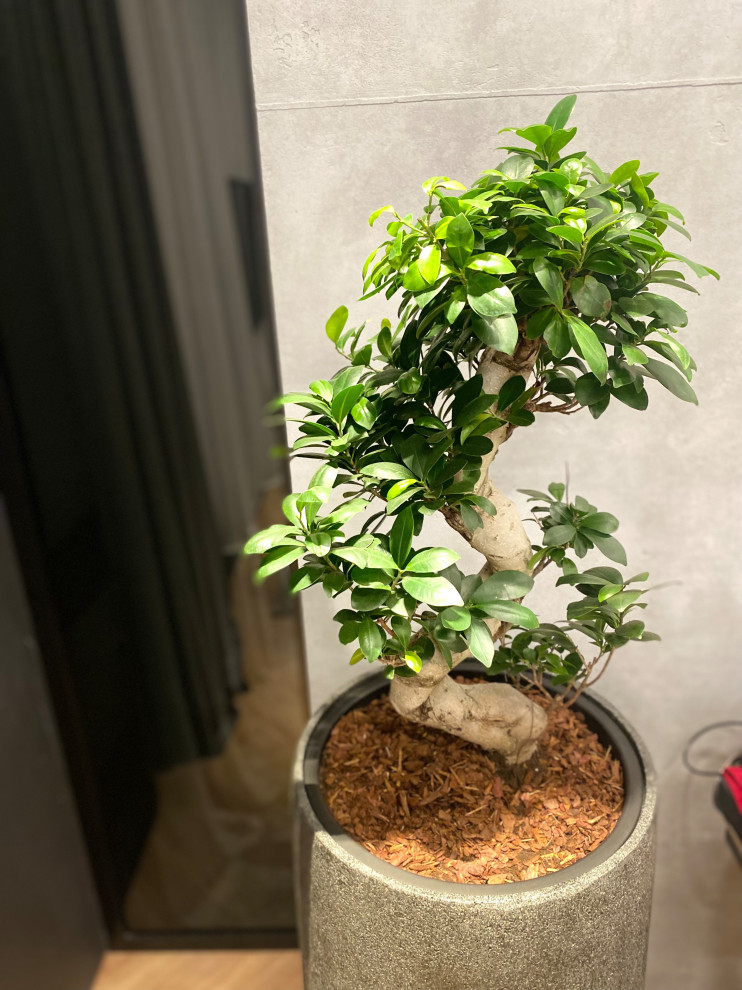 Озеленение квартиры ЖК Реноме