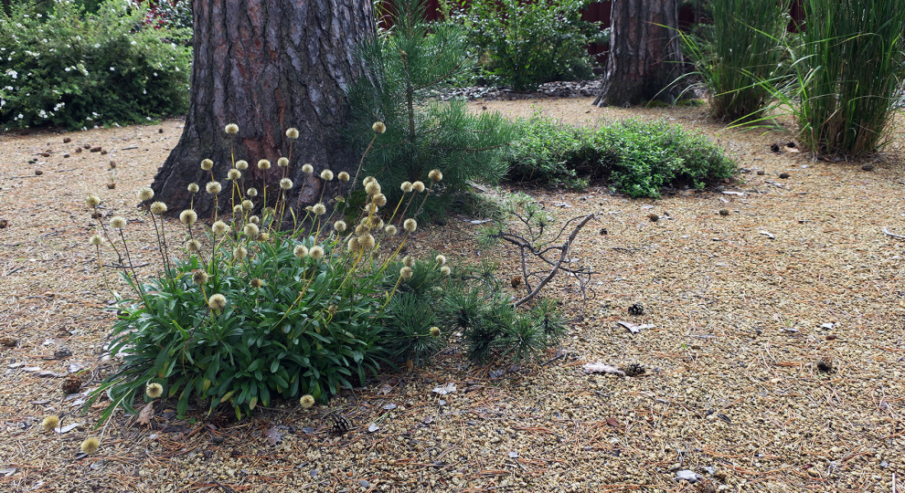 Маленький сад между большими соснами.