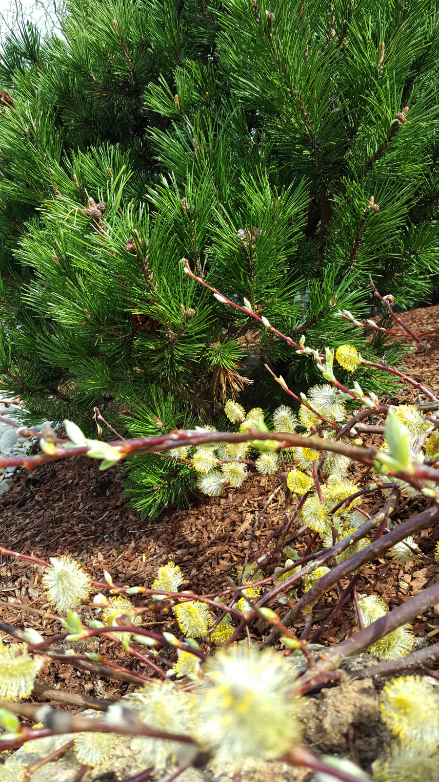 Цветники и композиции крупным планом