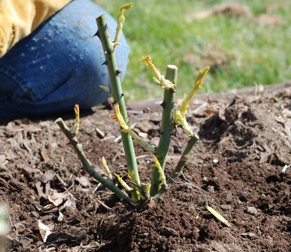 Розы в саду: Выбор места и посадка