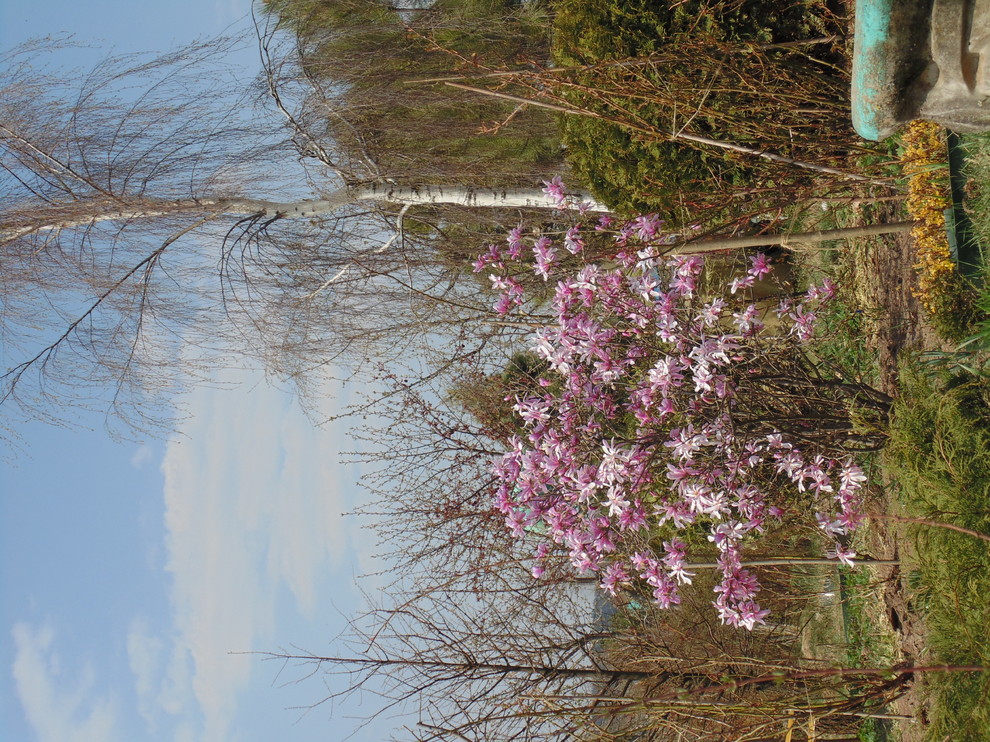 Наш собственный сад