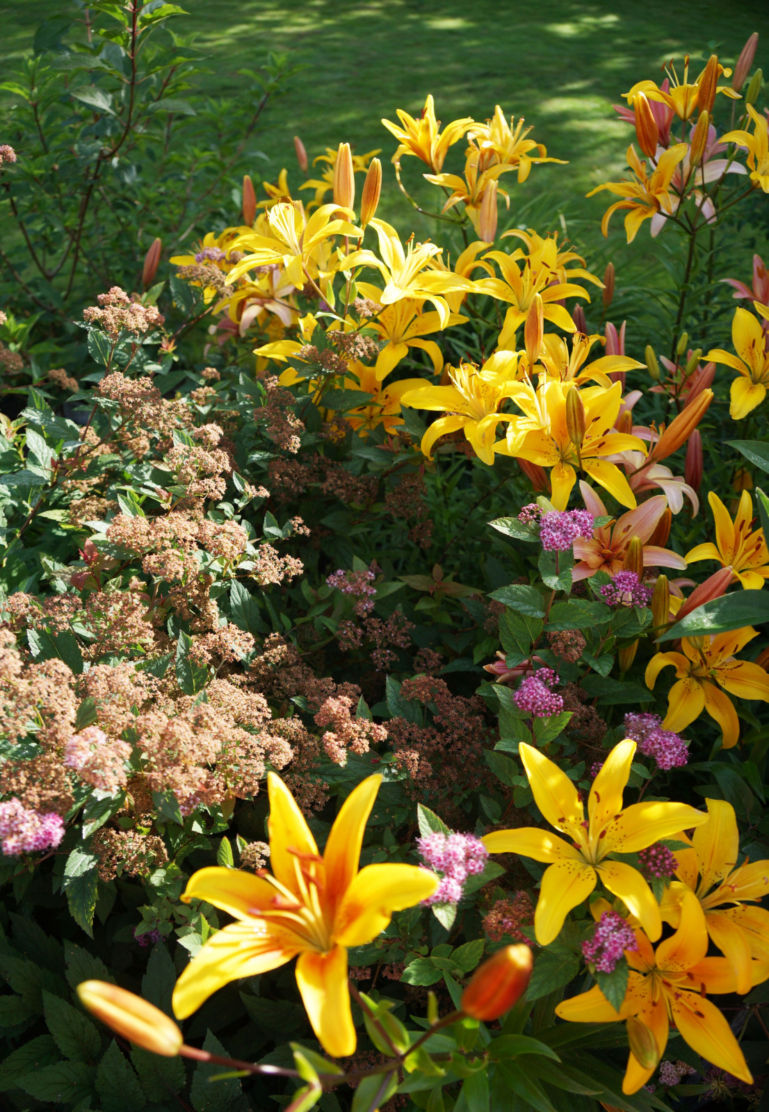 Parusnoe, Voronezhskaja oblast