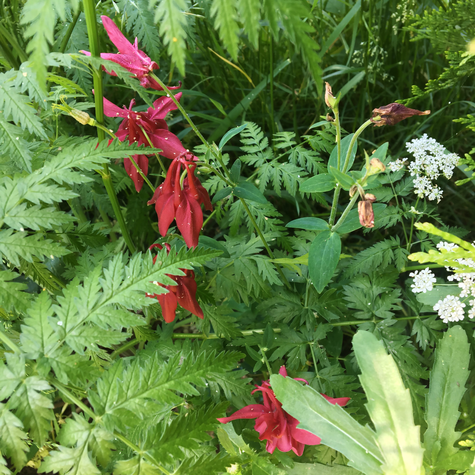 Цветники в природном стиле