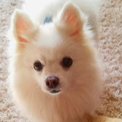 Вася Дербуш