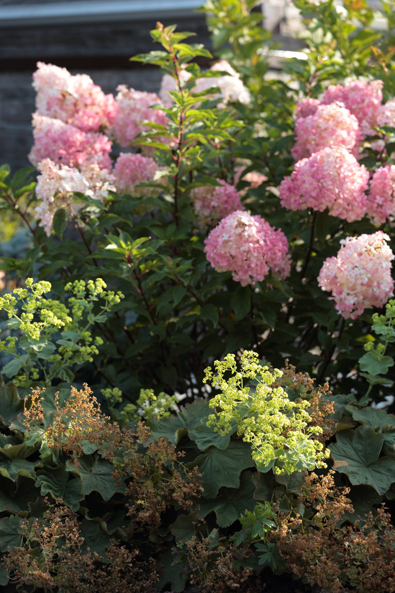 Хвойный миксбордер