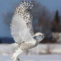 Людмила Кичеева