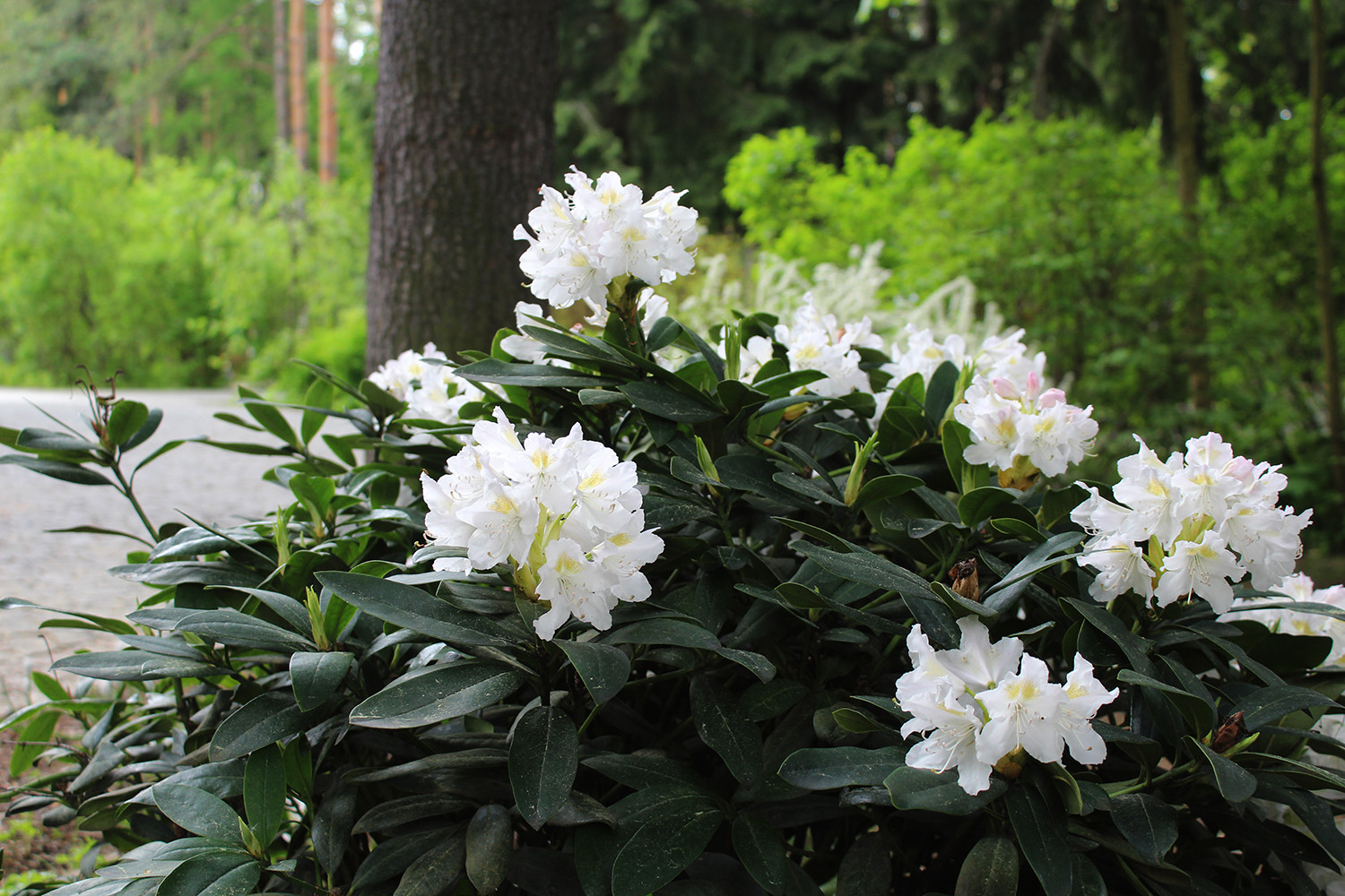 Генеральские дачи