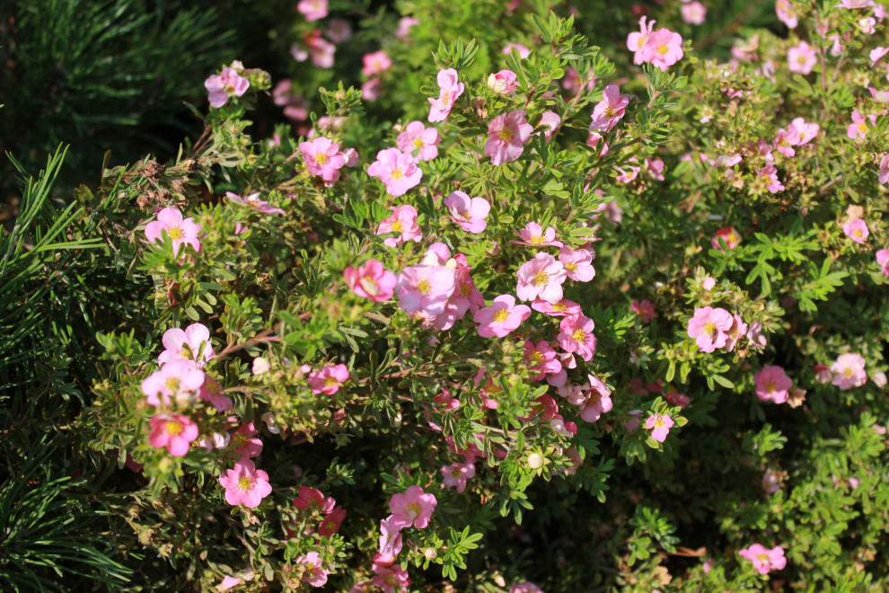 В гостях у Сказки