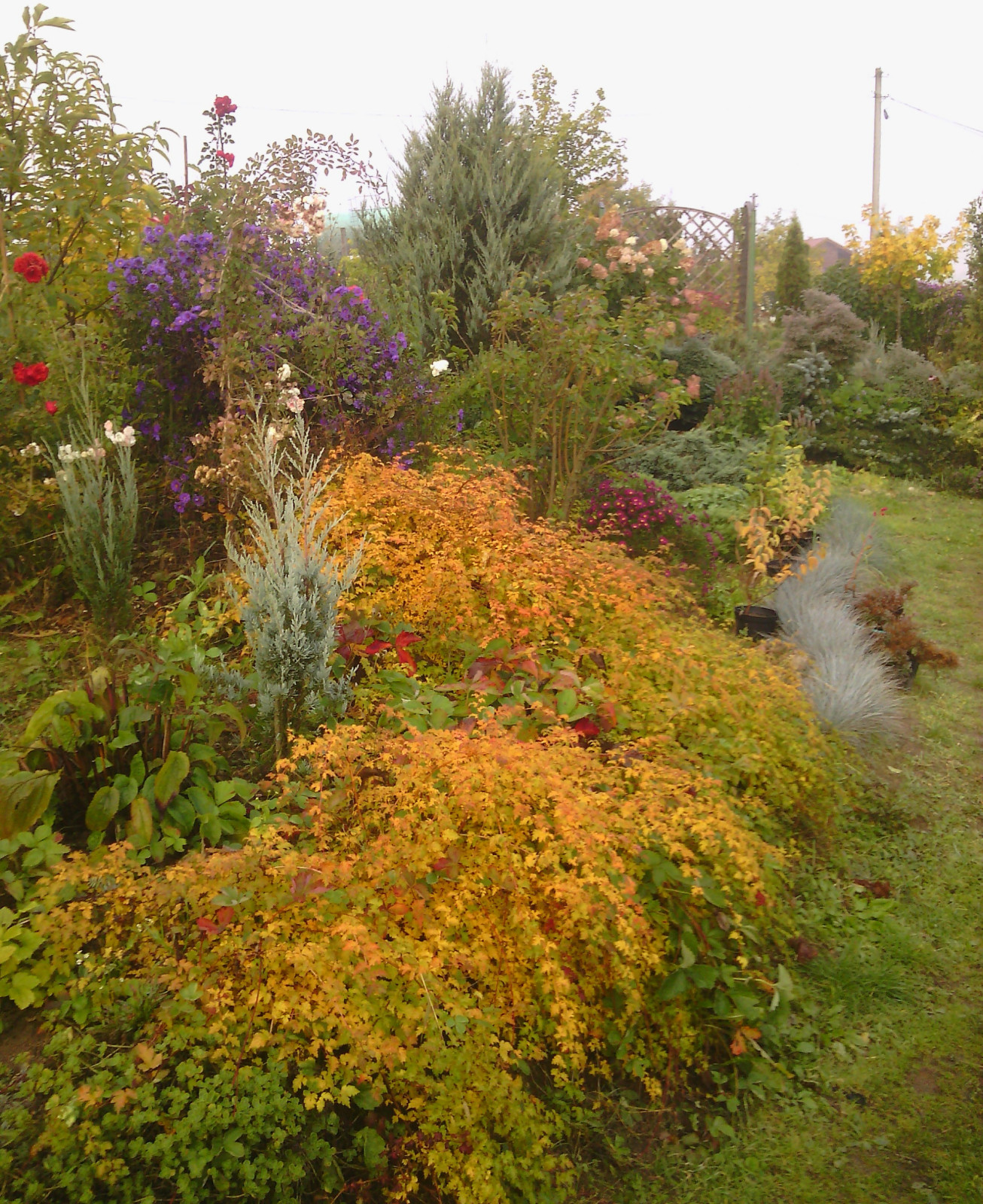 Наш собственный сад