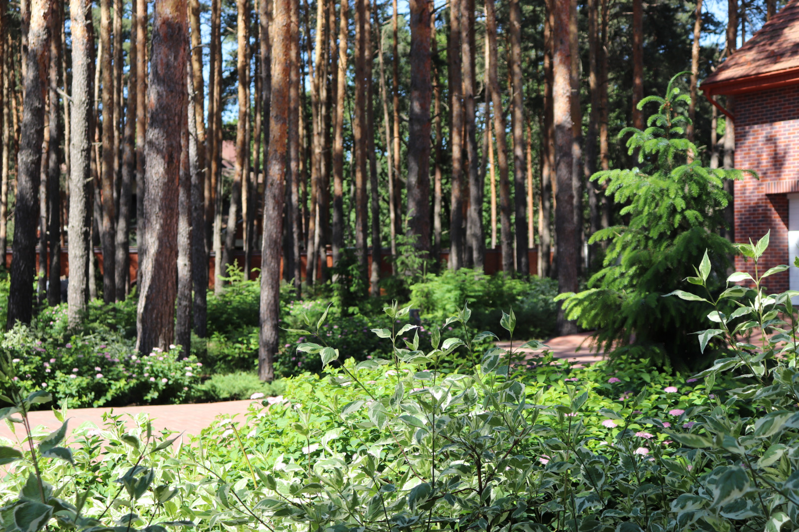 Сад под соснами