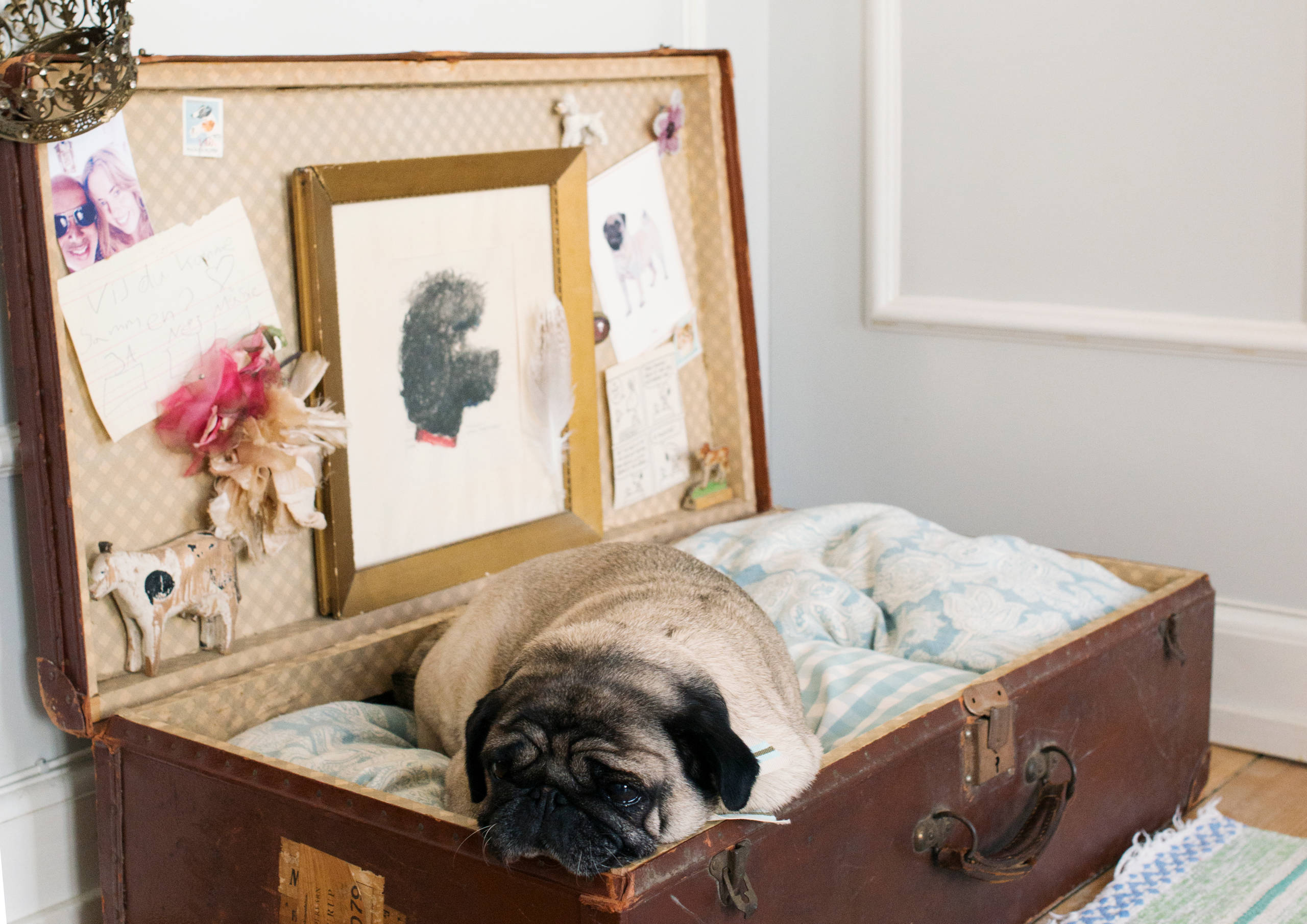 Мир дизайна: 10 счастливых питомцев и их места обитания в доме