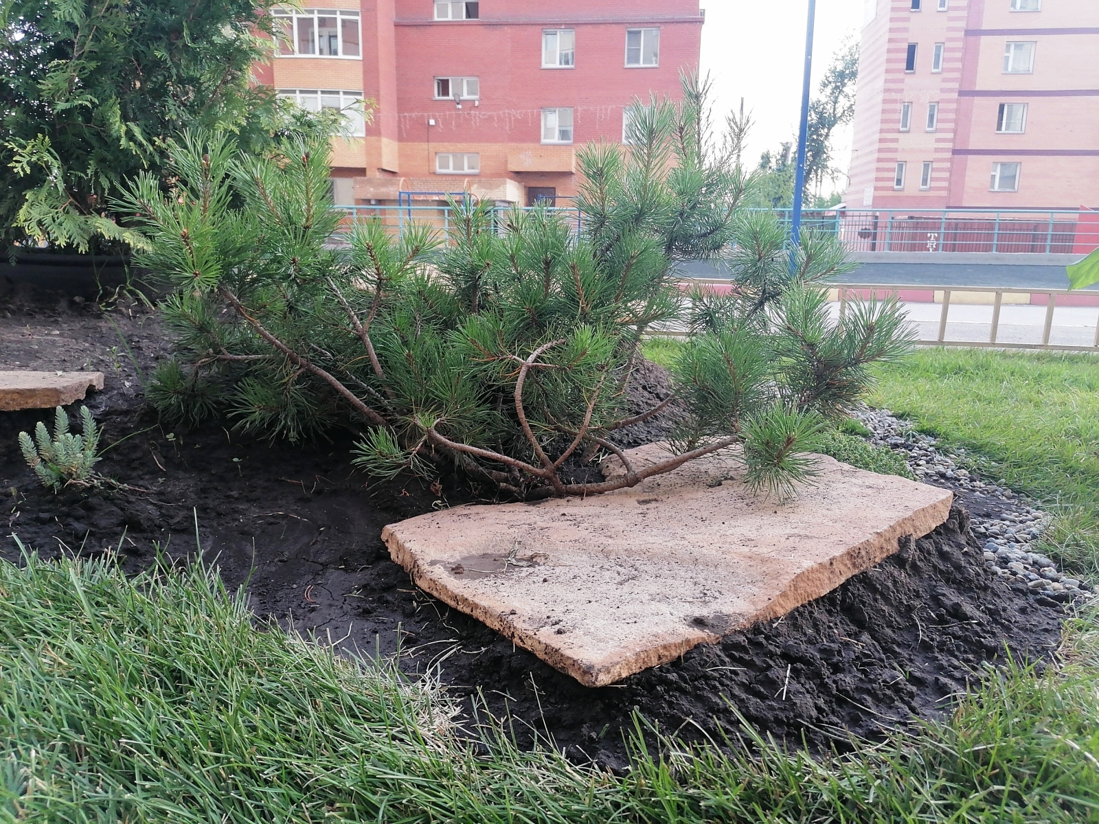 Обложка проекта: Озеленение территории двора, Центральный район