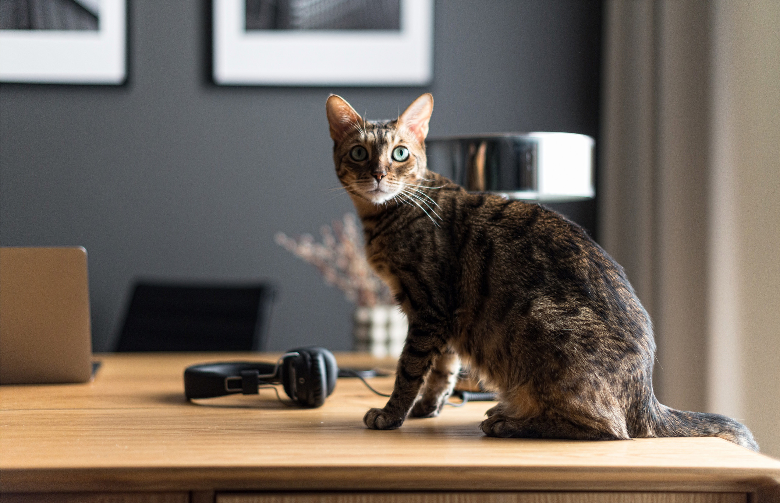 В гостях: Жильё эстета в пяти минутах от Кремля