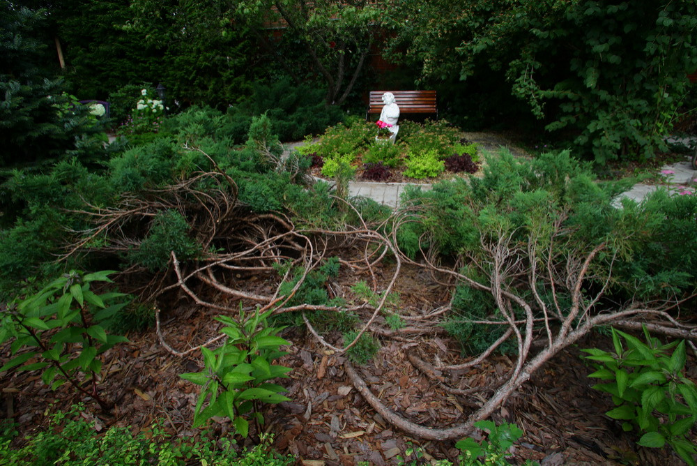 Ильинка. Реконструкция сада