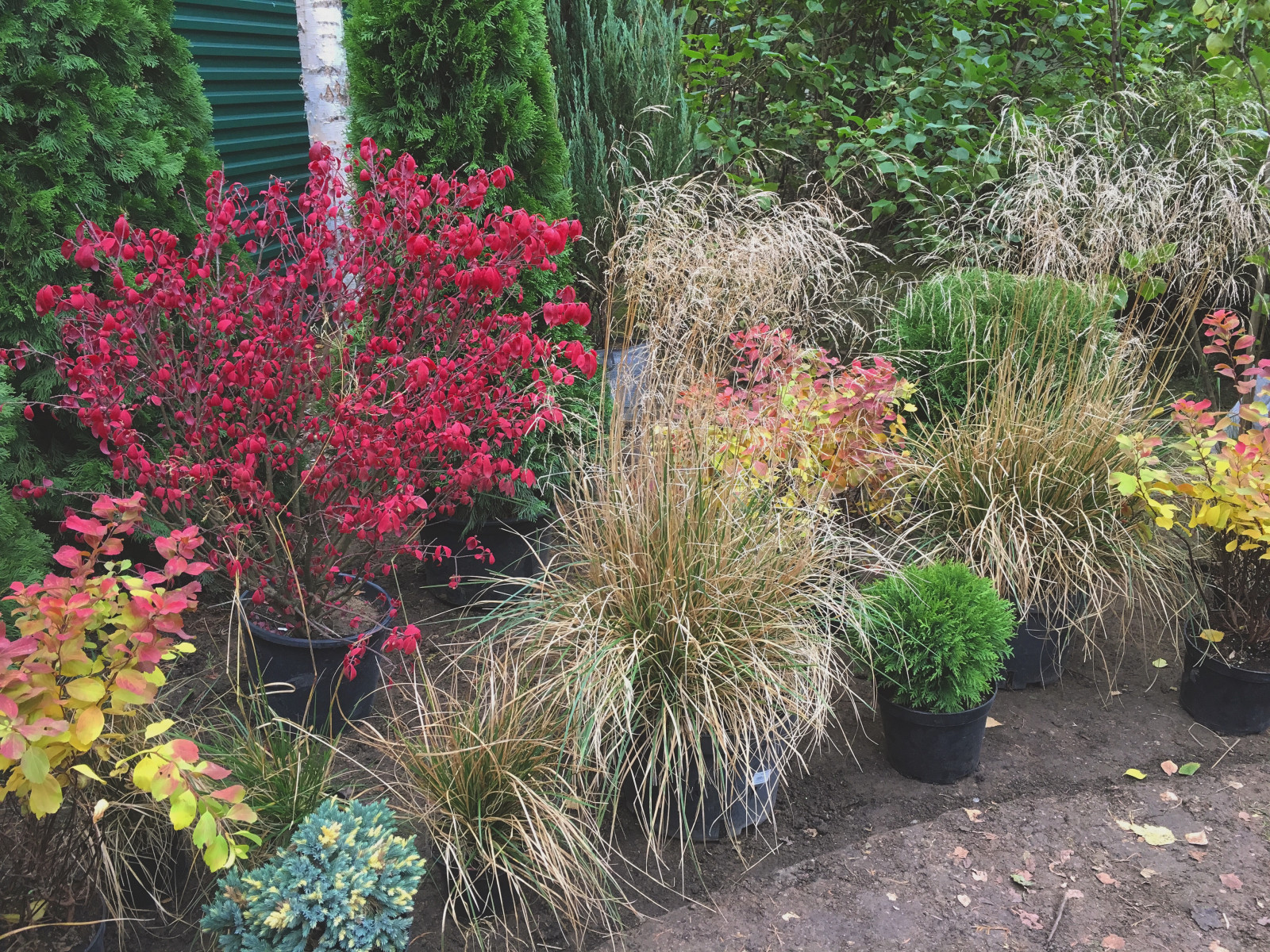 Сад на Новой Риге