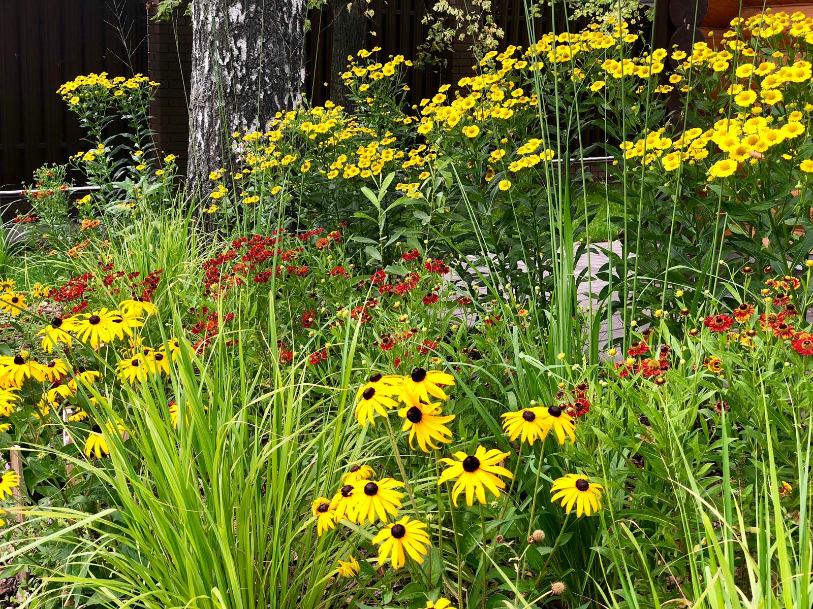 Гелениумы, рудбекии, молния. Август 2018