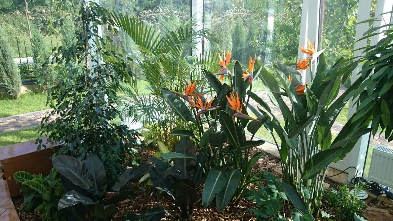 Зимний сад. Калининец