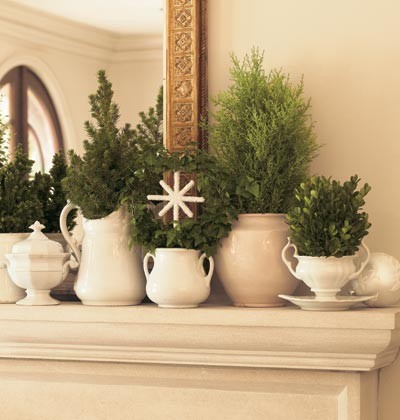 Новогодняя ель в горшке: Можно ли сохранить ее до весны