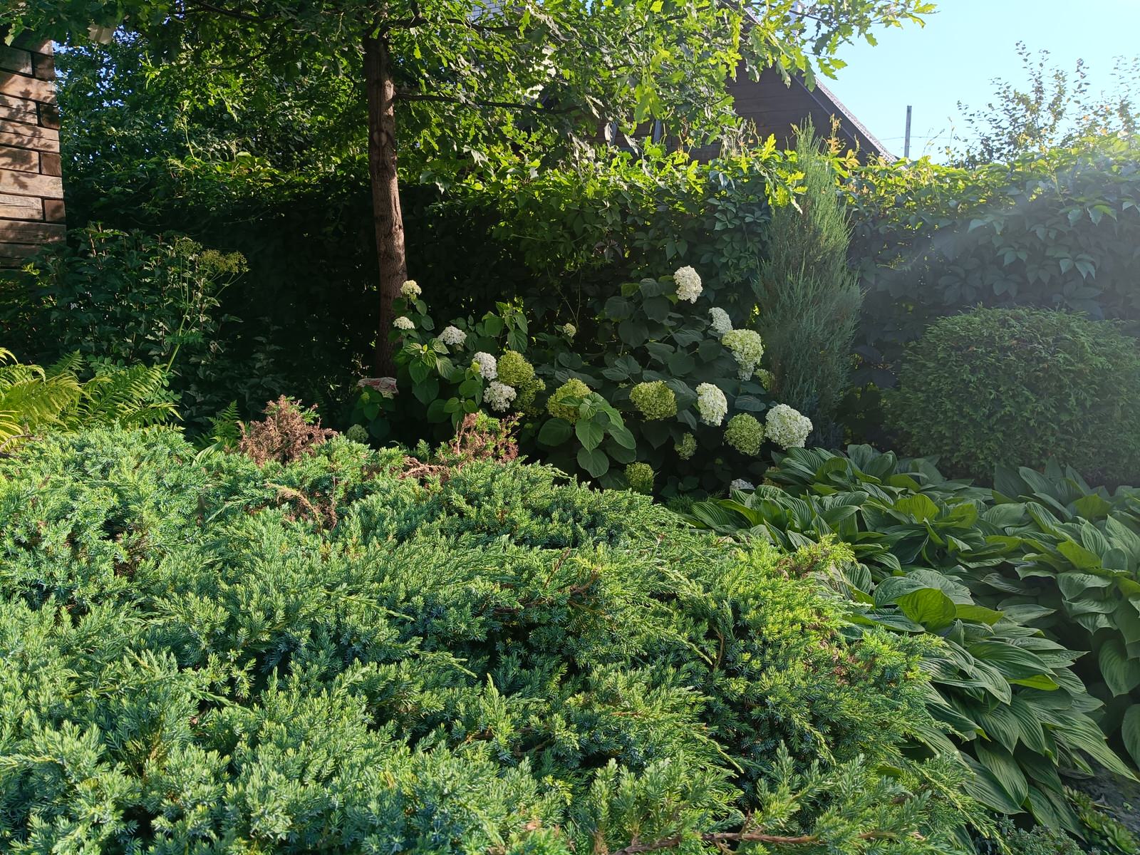 Современный цветник