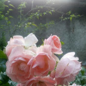 Стелла Стрельникова