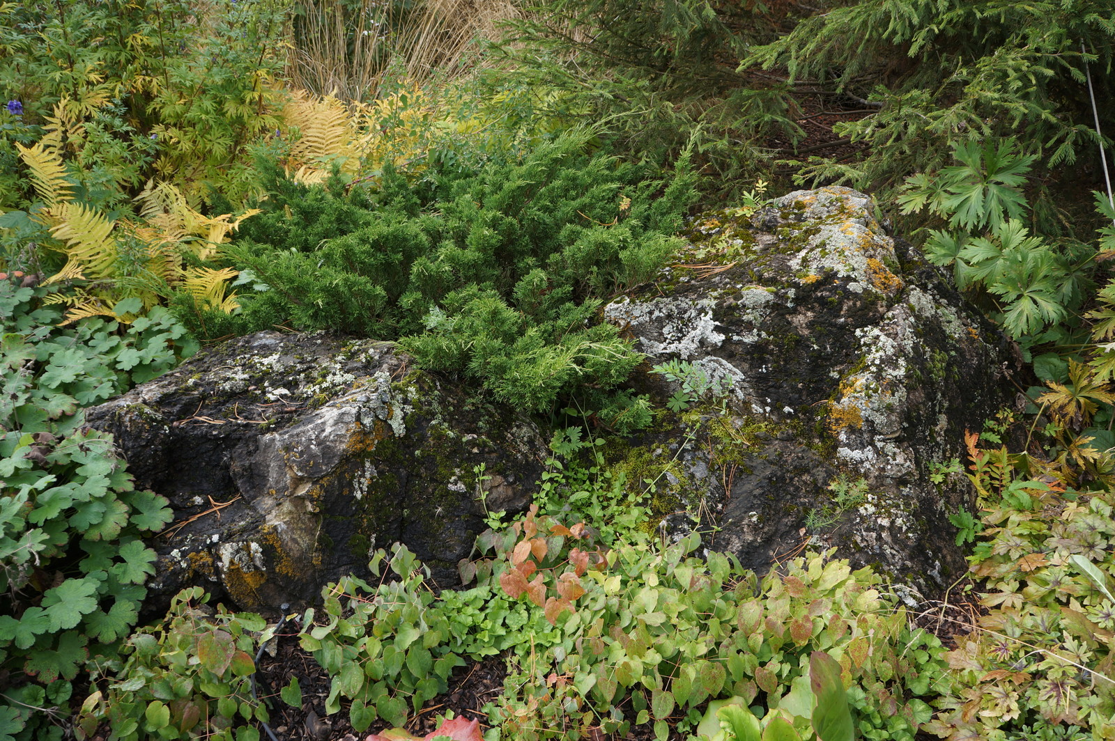 Счастливый сад