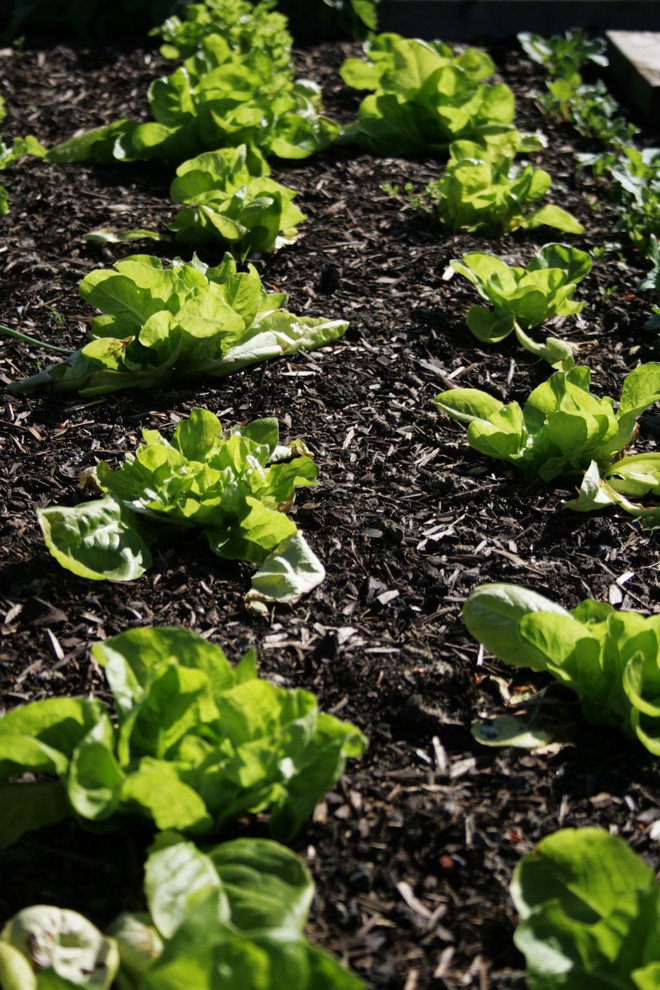 Хороший вопрос: Как избавиться от сорняков на даче навсегда