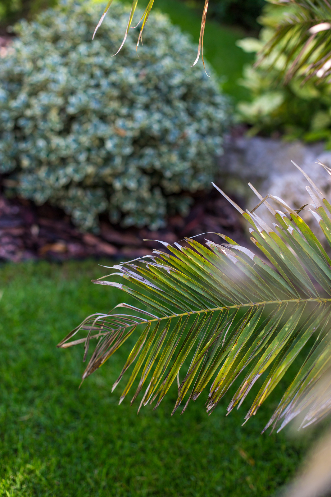 Ландшафтный Дизайн Олимпийский Сочи