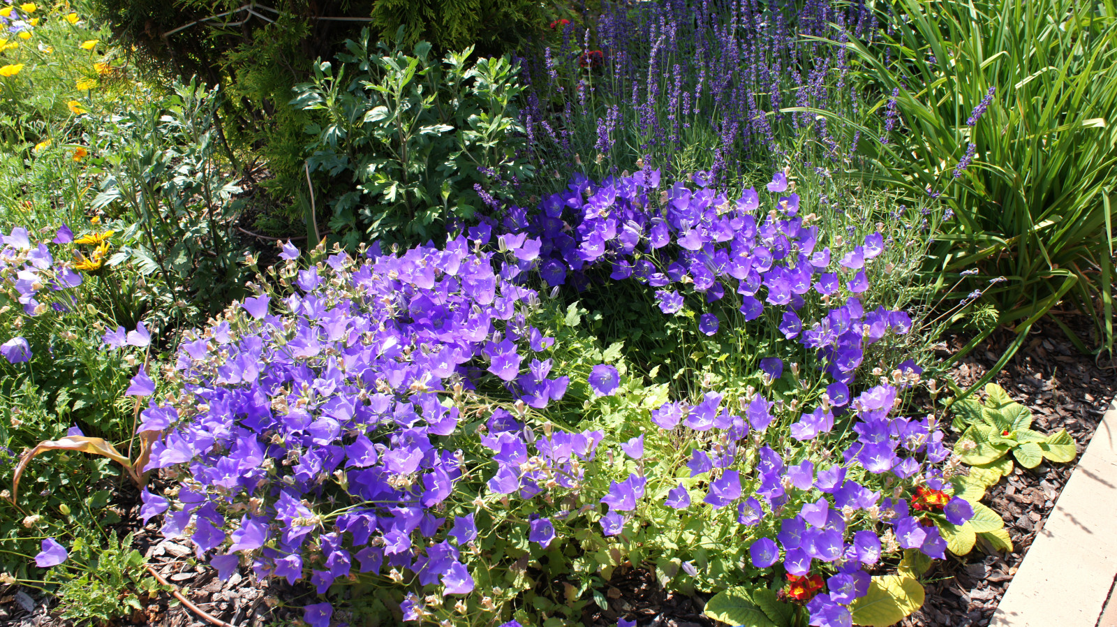 Цветники и композиции крупным планом