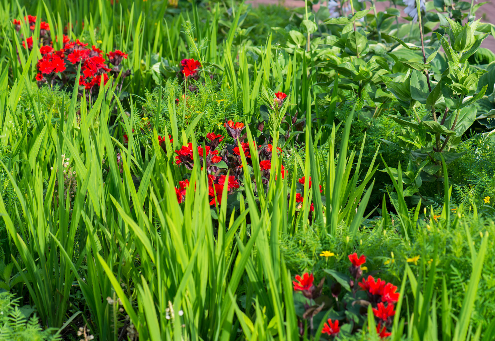 Цветники из однолетников