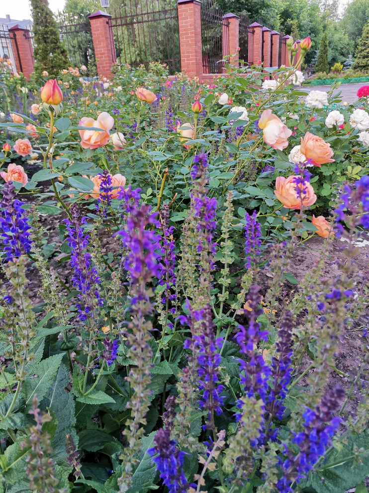 Самара ЛАП №135