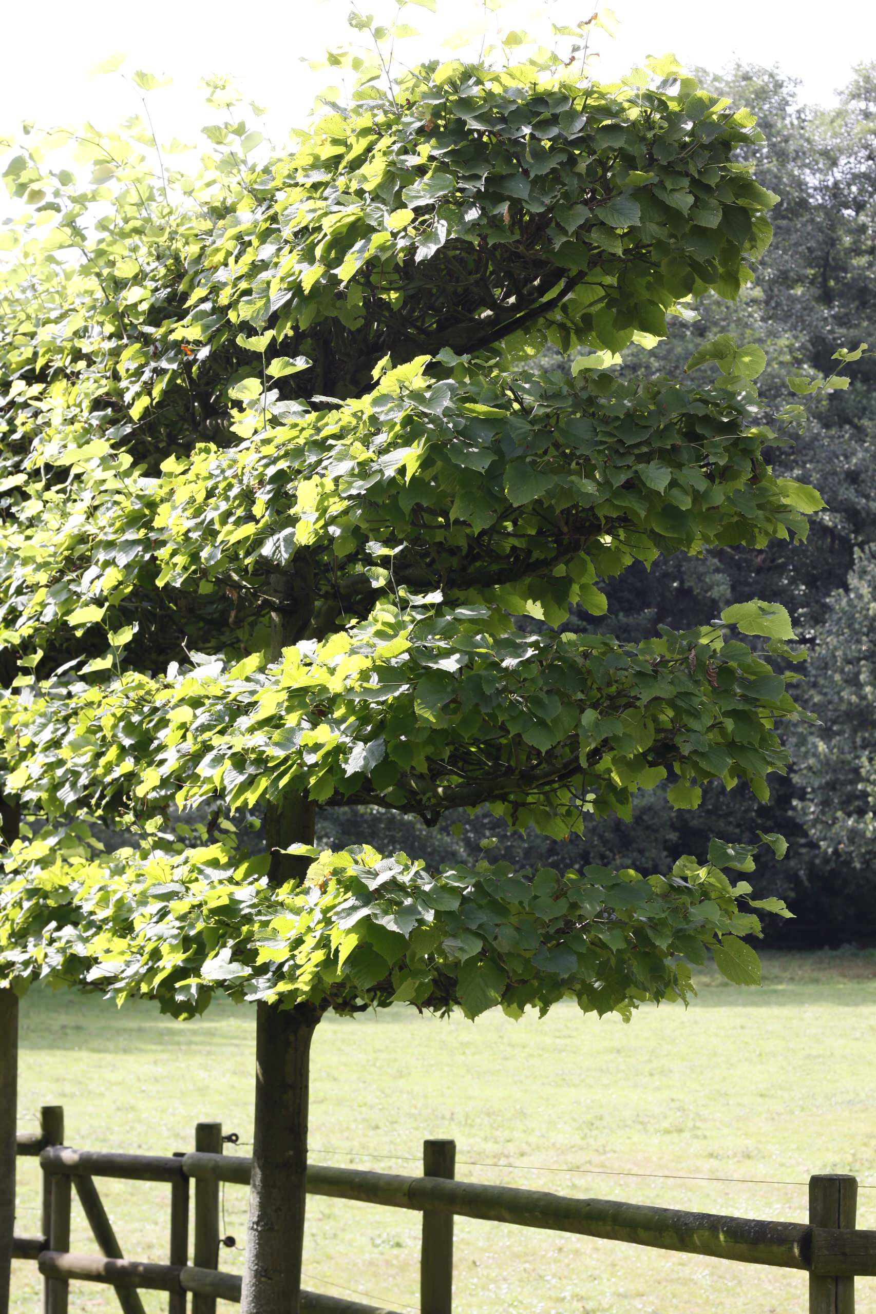 Шпалера в саду: Как вырастить деревья необычной формы