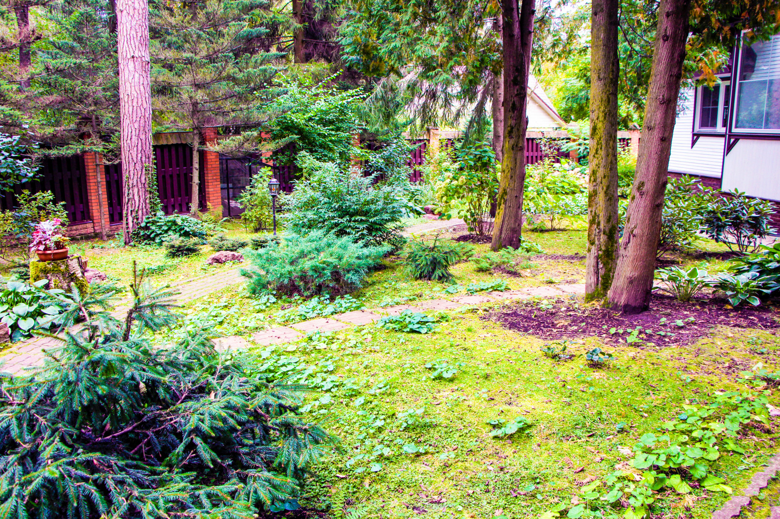 Баковка, 2018 г.