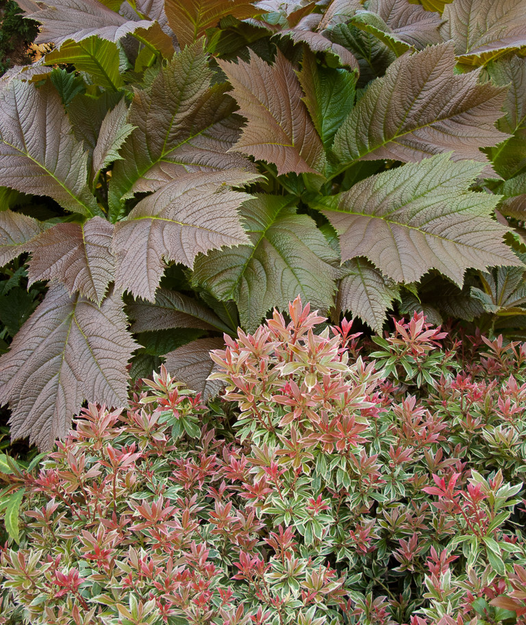 Растения: Выбираем декоративнолистные для сада