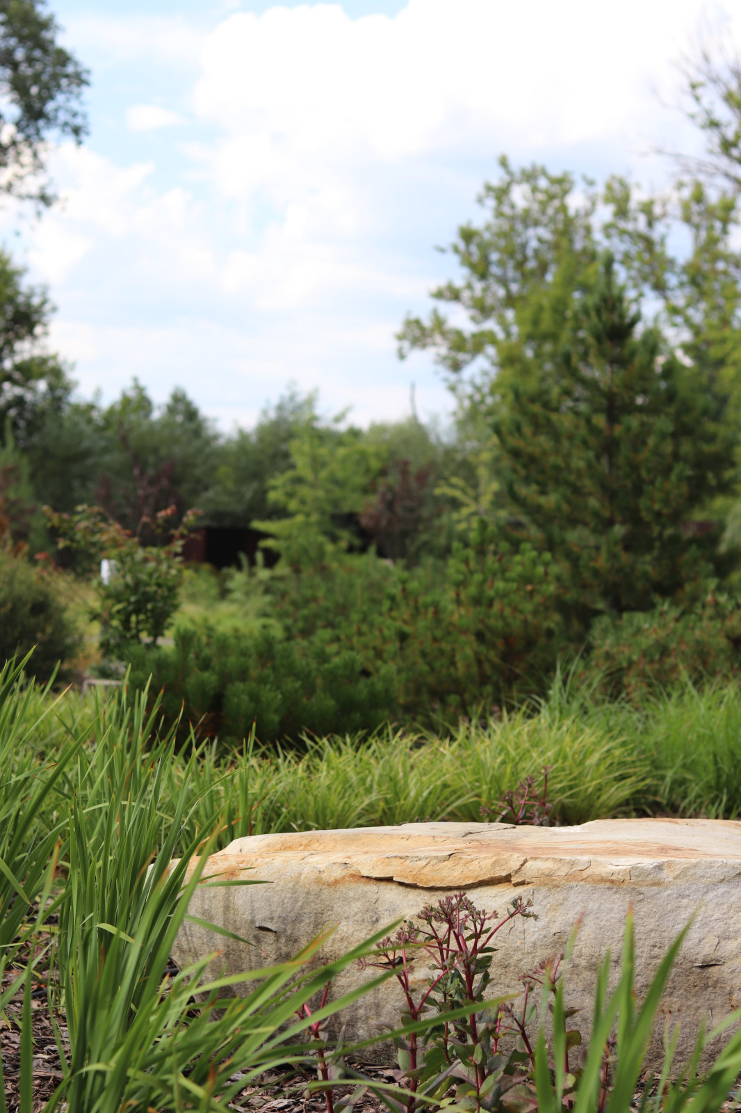 WB Берег пруда (май,июнь)