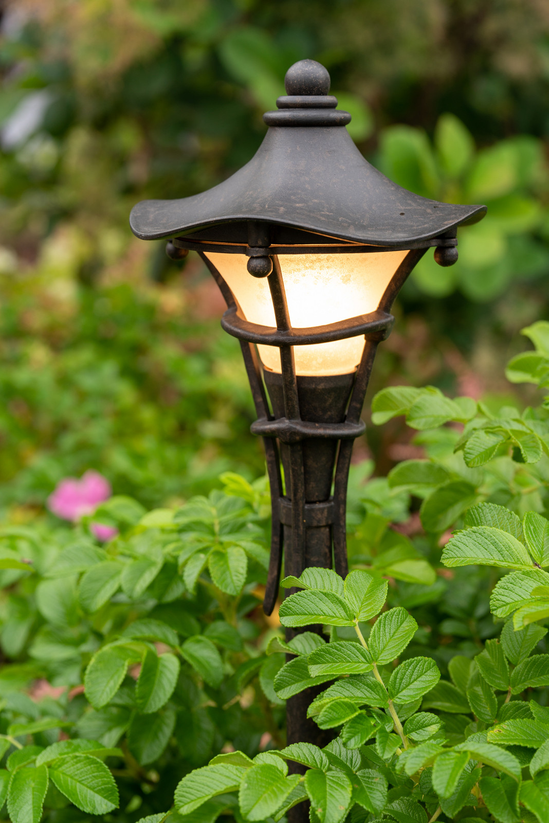 Фотосъемка Сада   по  Метрелинку на MFS 2019 Авторы М,Береснева М. ПРИНТЦ