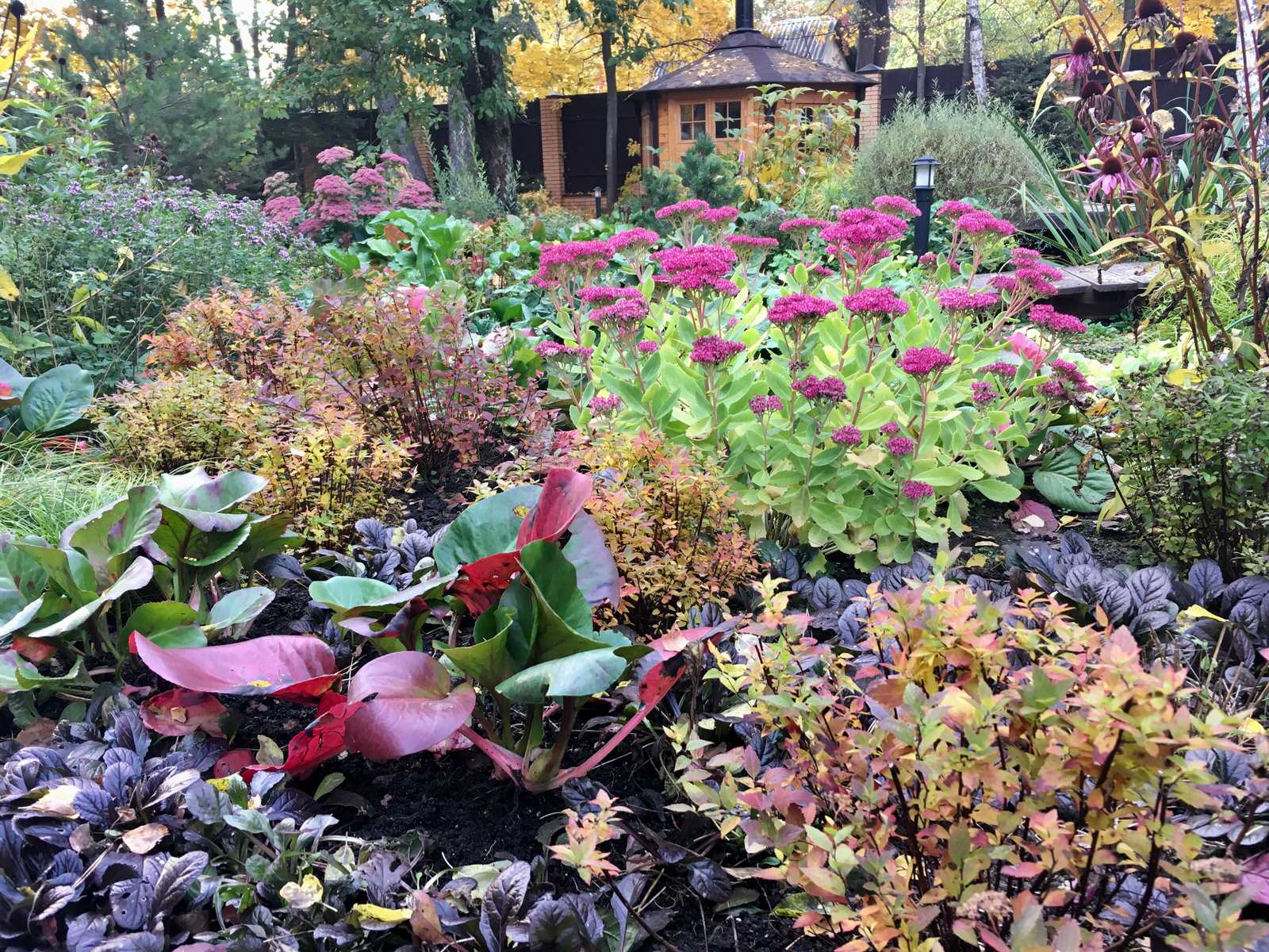 Белкин сад. Осень 2019