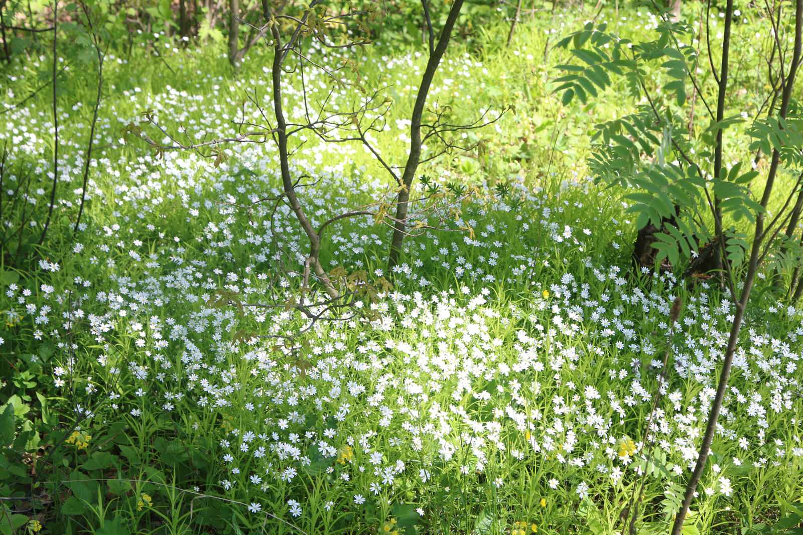 Бельгийка 02