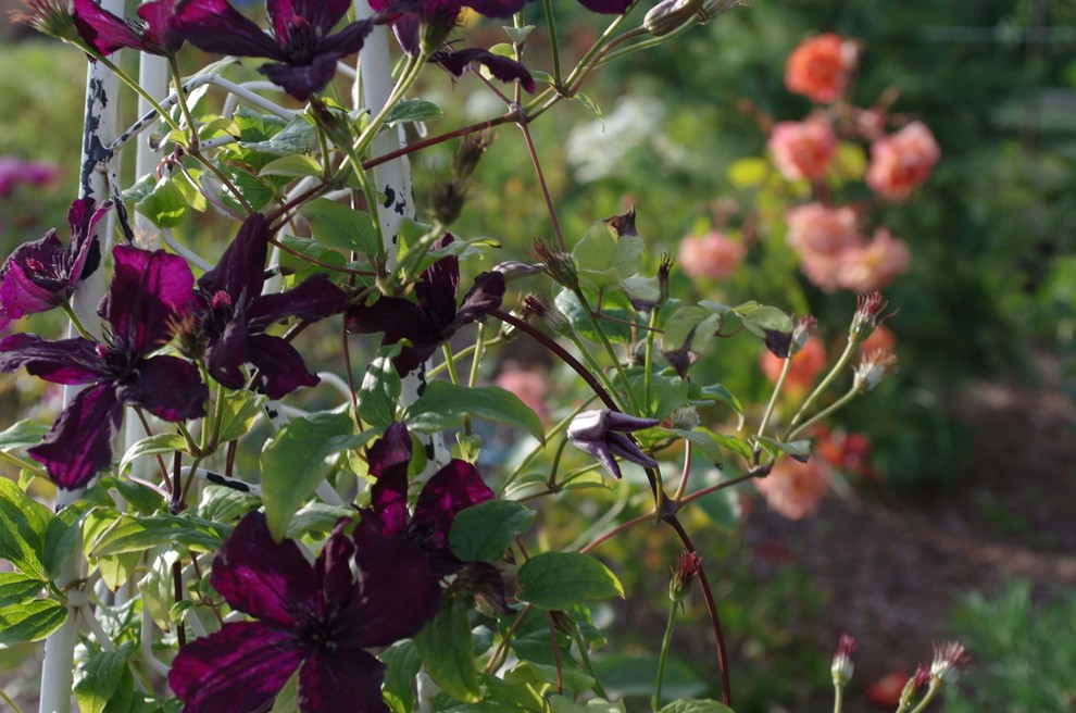 СНЫ О ЧЕМ_ТО БОЛЬШЕМ...