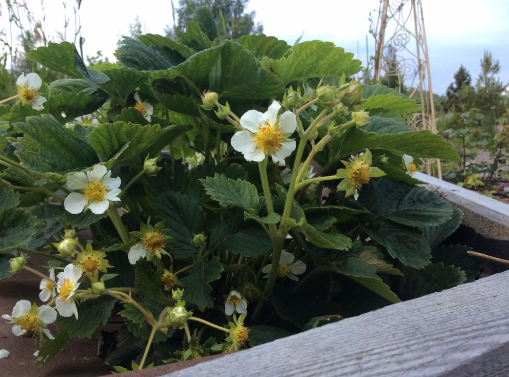 СНЫ О ЧЕМ_ТО БОЛЬШЕМ...