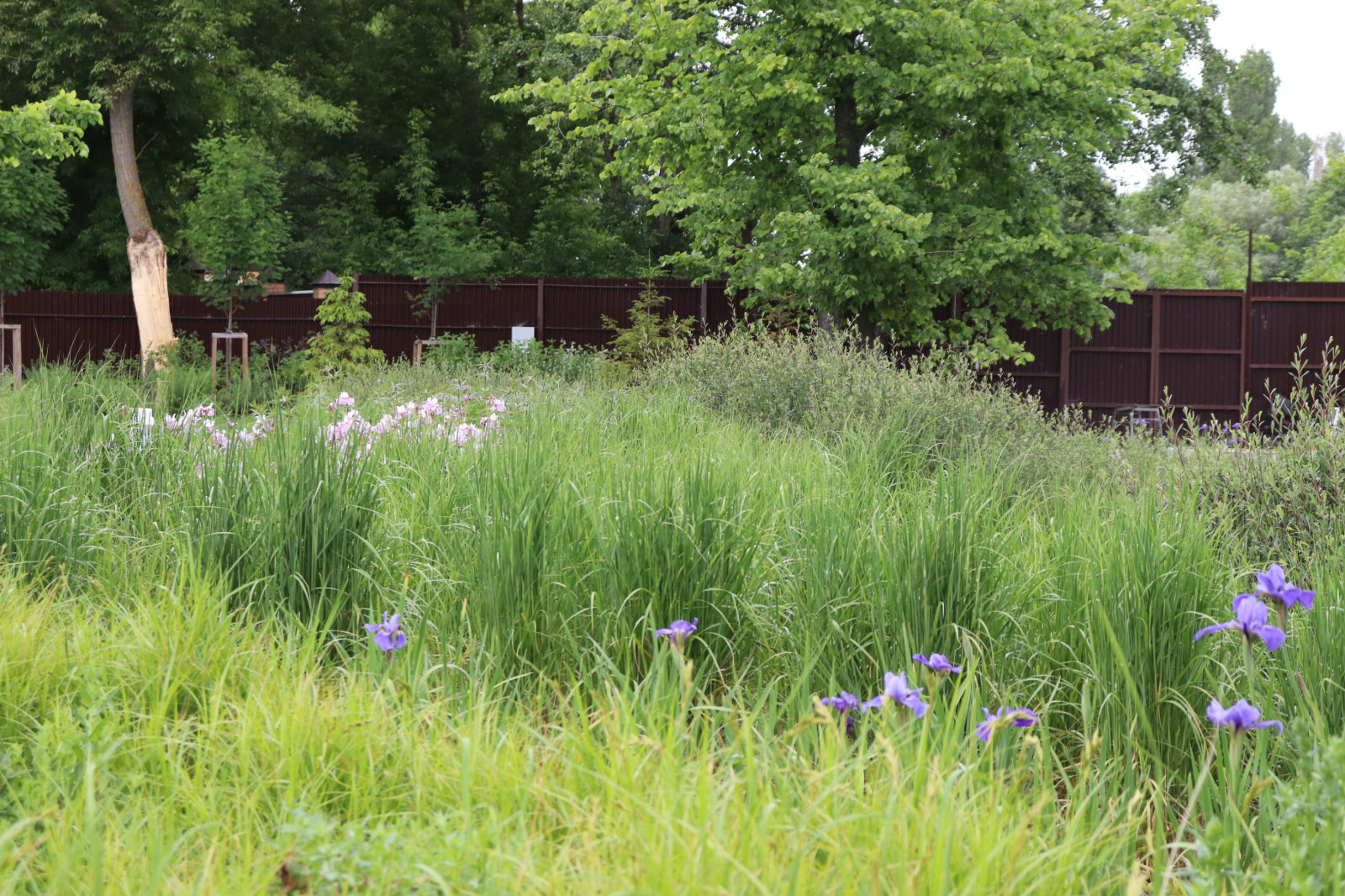 Обложка проекта: WB Берег пруда (май,июнь)