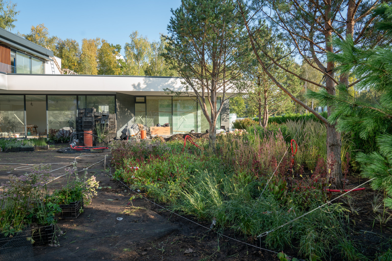 Антоновка. 30 соток. 2023 г.