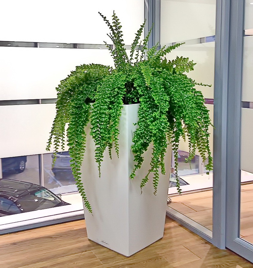 Озеленение автосалона Тойота Владивосток