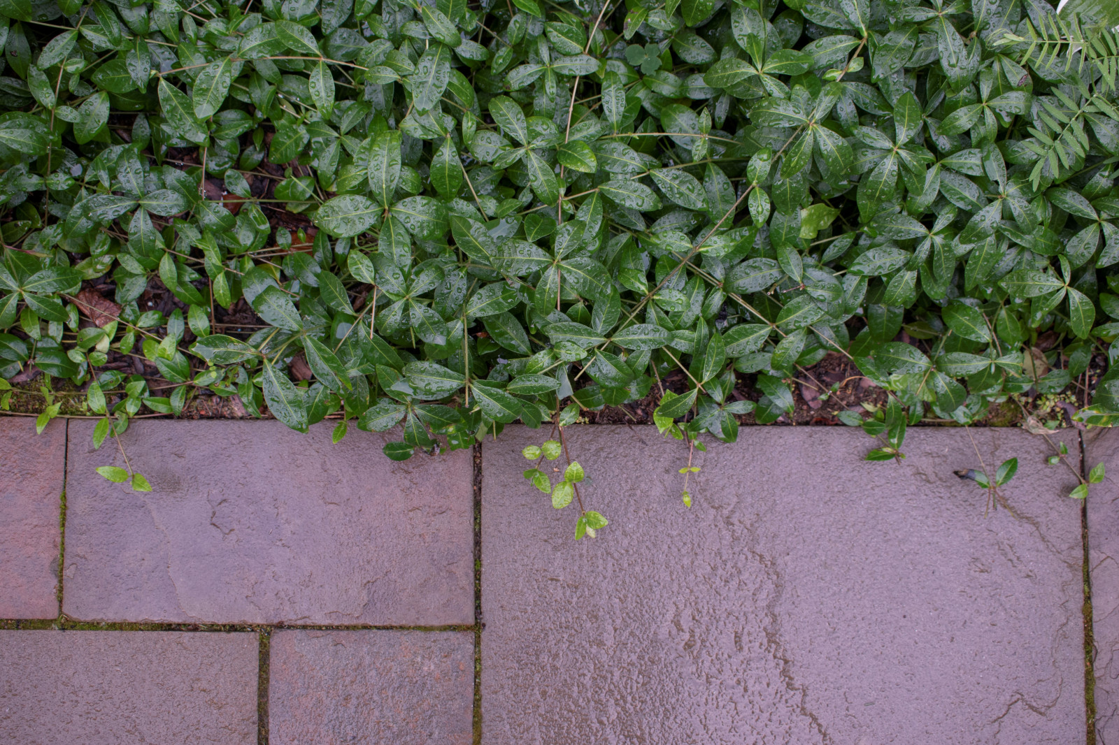 Обложка проекта: Реализация проекта частного участка в Репино