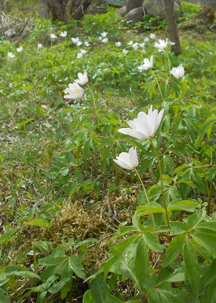 Весне дорогу: Садовый календарь на апрель