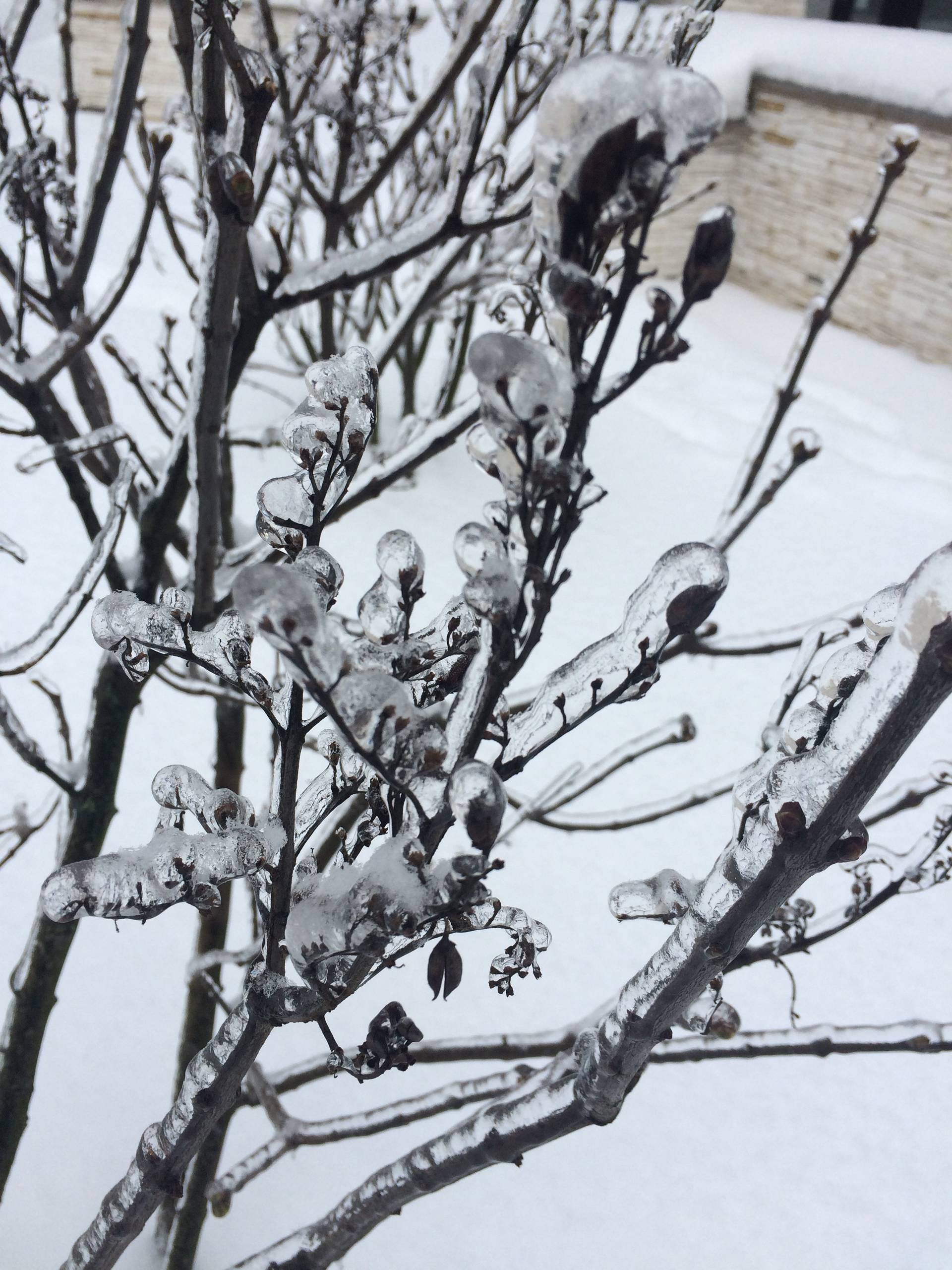 Как правильно: Использовать снег в саду