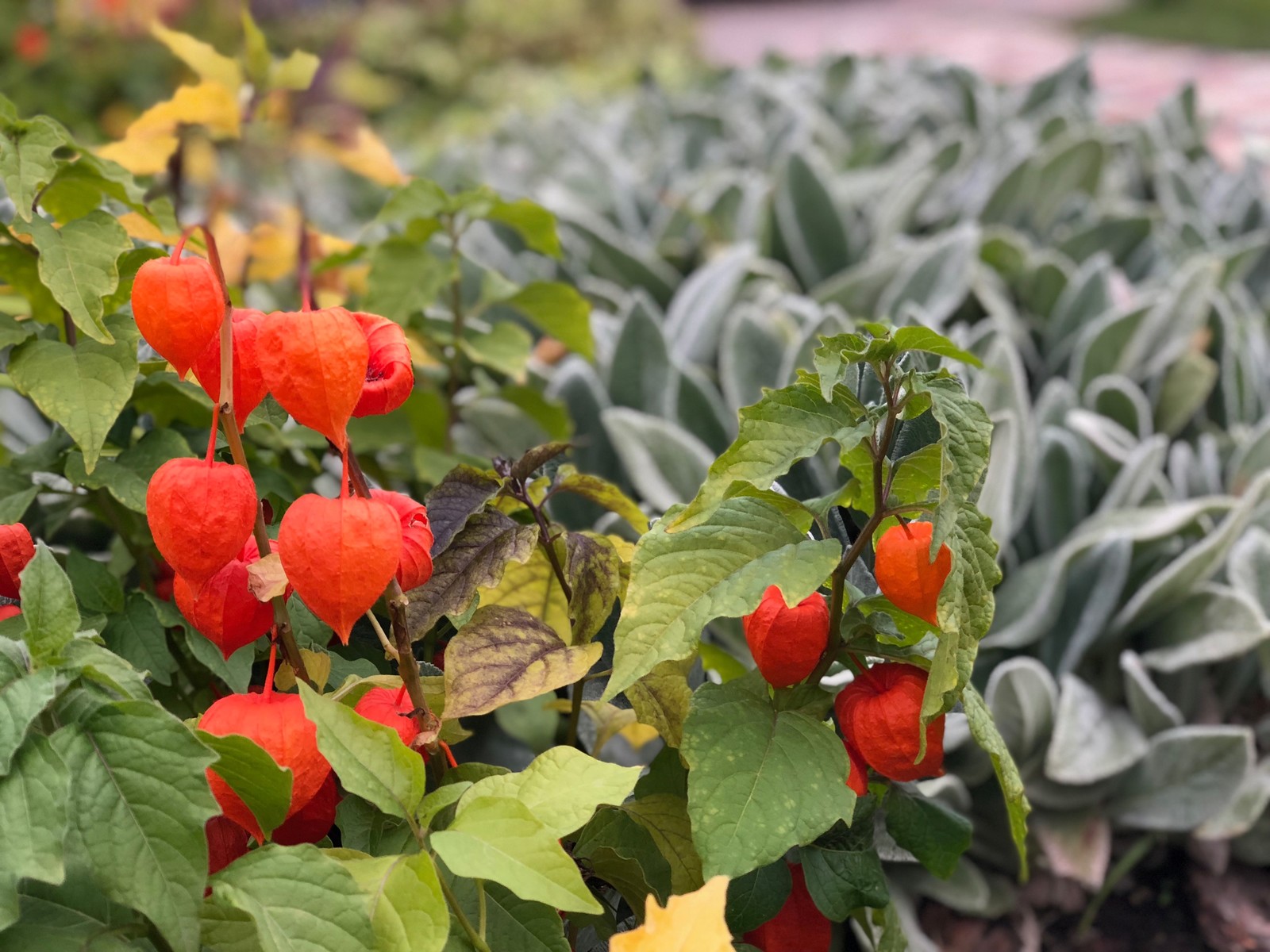 Сад "Каликат"