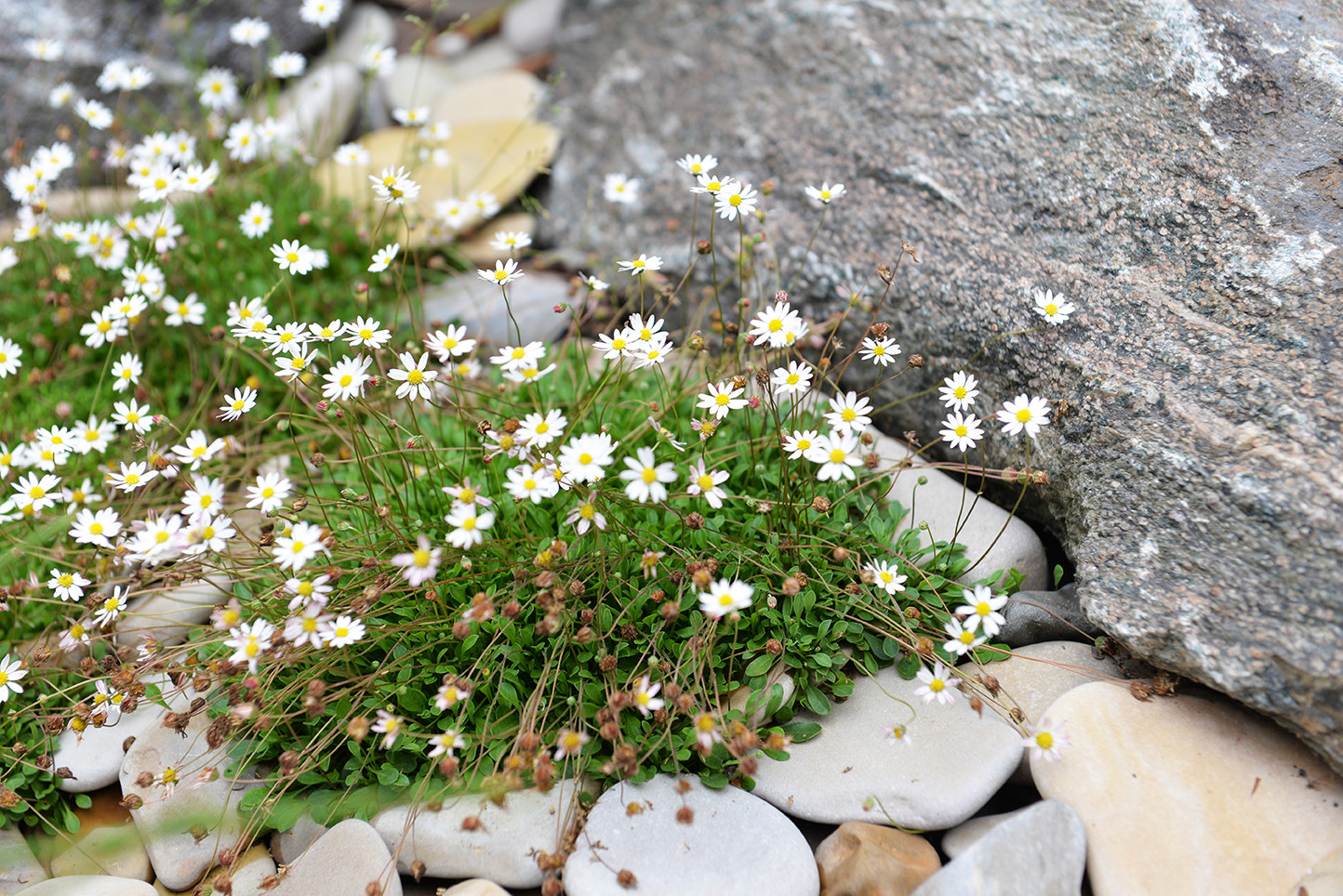 Духанино, 2015